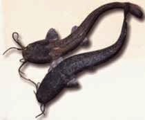 Gambar Ikan Lele Dunia Binatang Gambar Ikan Lele Dunia Binatang