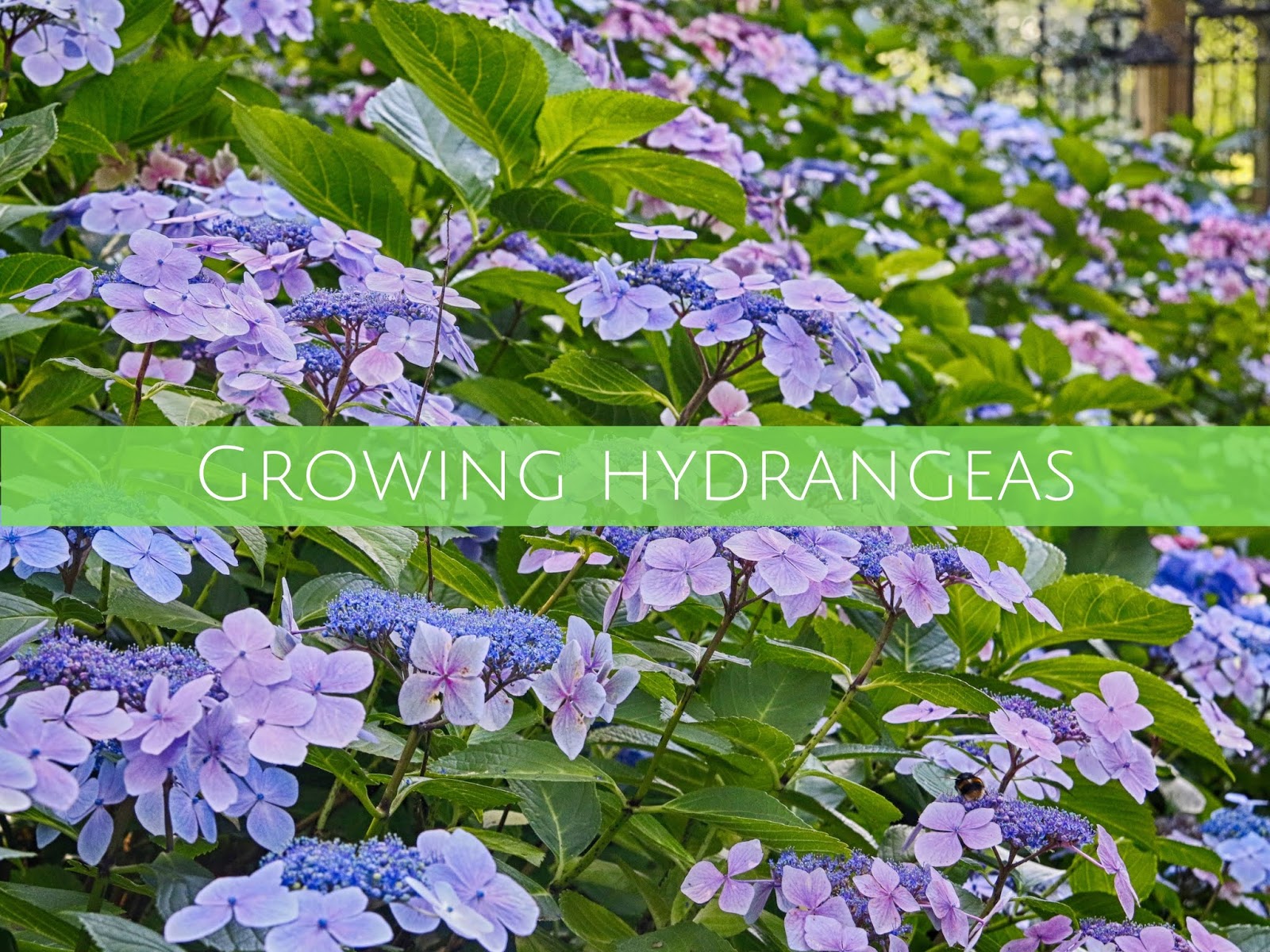 Botanic Bleu Tips To Get Hydrangeas To Bloom