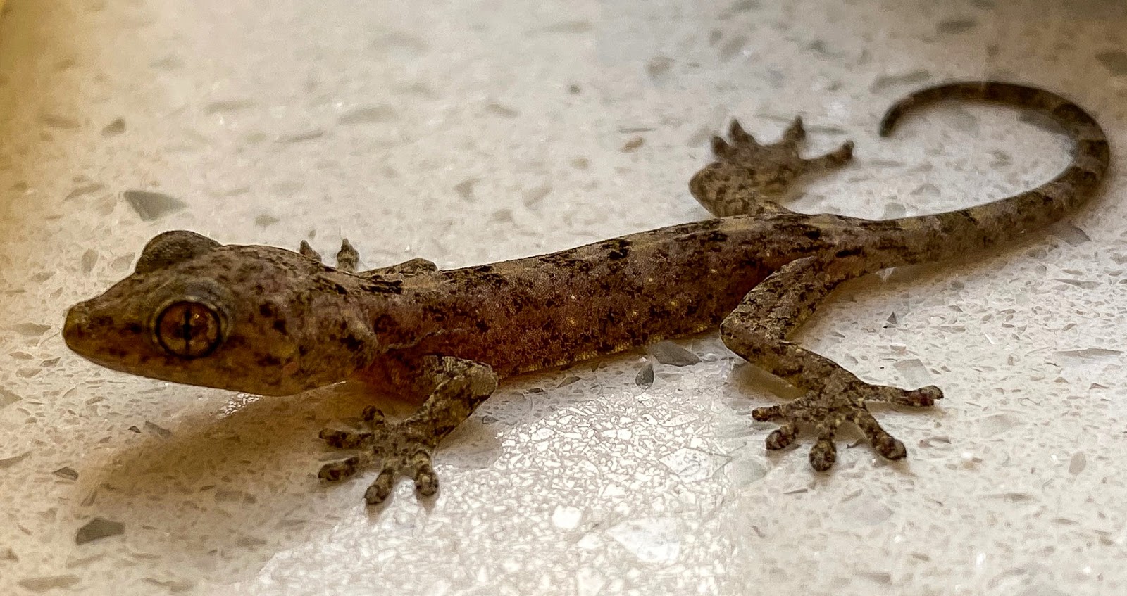 Zoology Jottings An unusual house gecko in Hong Kong, Gray’s Chinese Gecko
