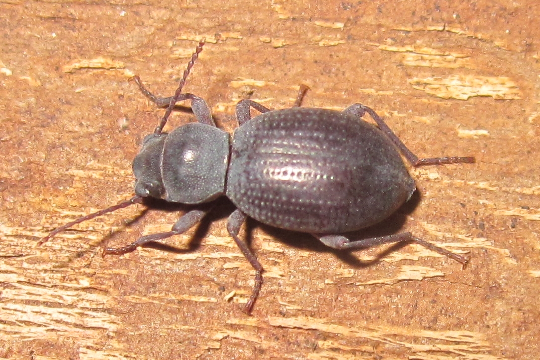 Triorophus%252317.JPG