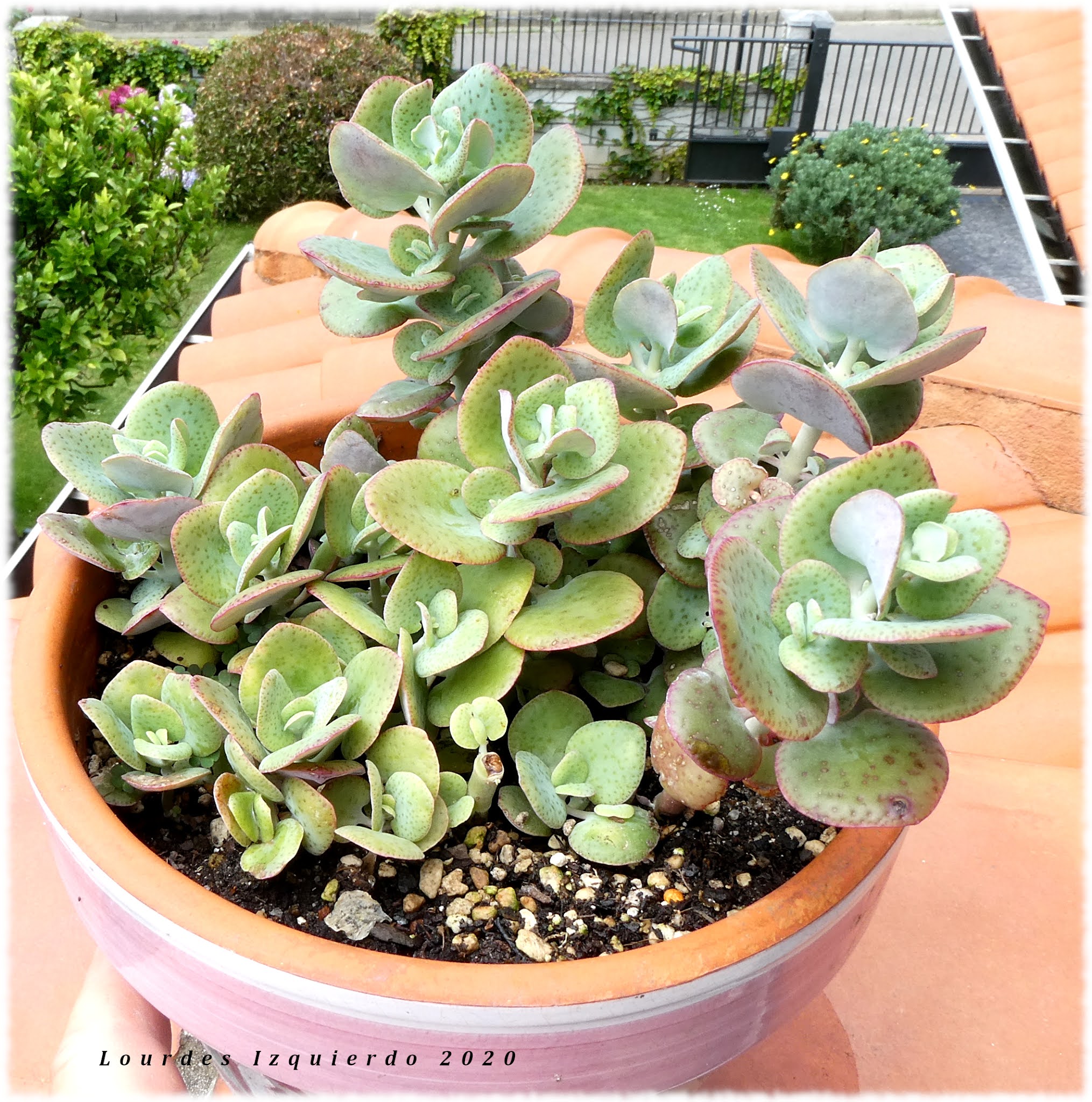 Suculentas en venta Crassula cordata