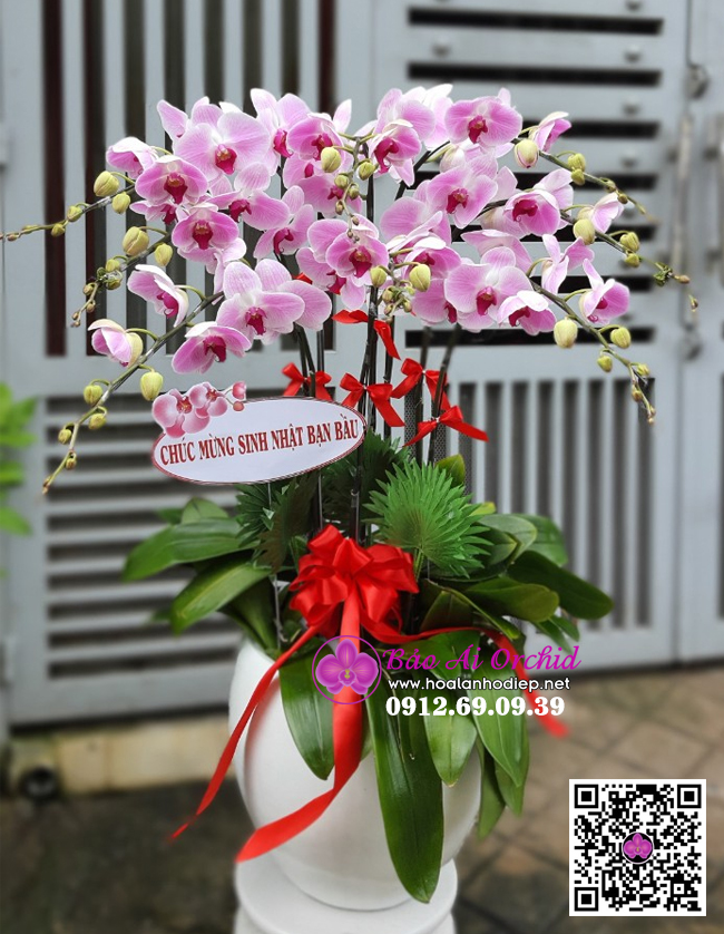chậu hoa lan hồ điệp hồng phấn 9 cành biếu tết 