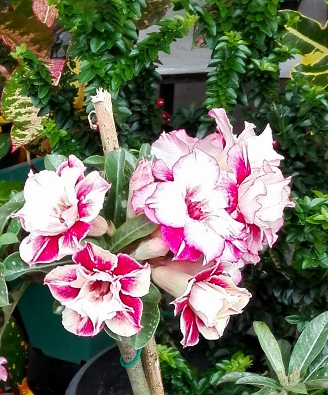 Flowers found in Sri Lanka Flower plaqnts for sale, 'Waters Edge