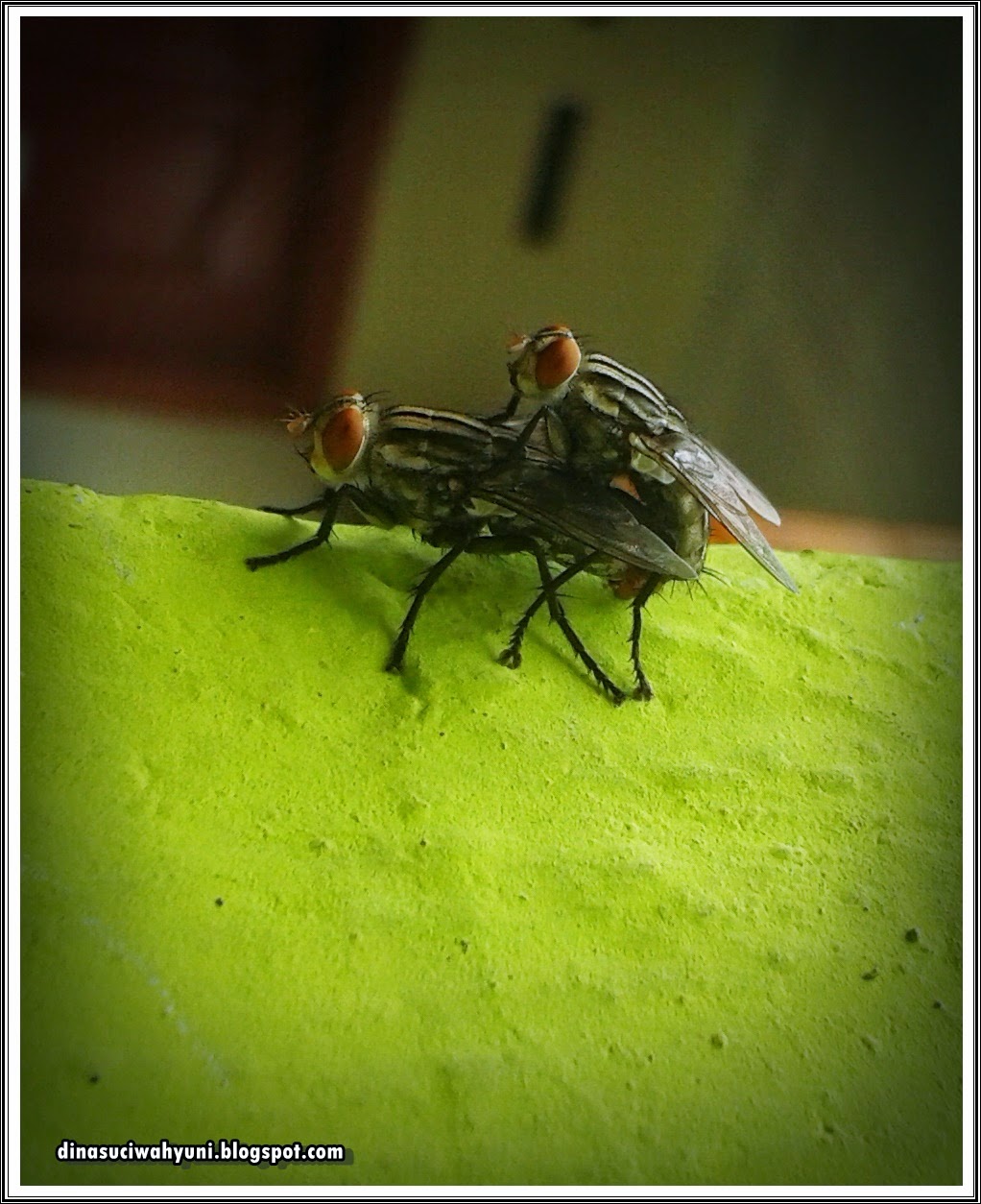 LALAT KAWIN PADA MINGGU PAGI JDSK