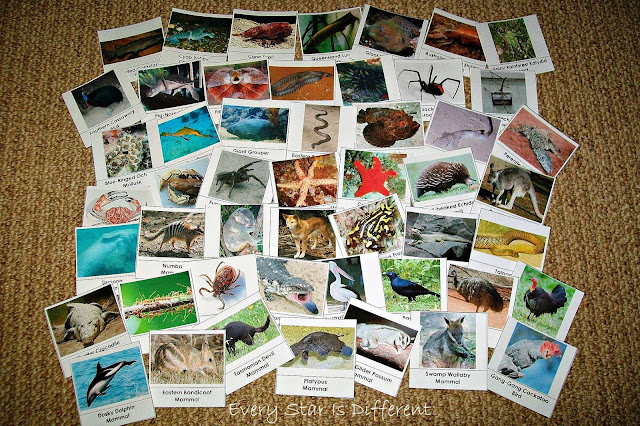 50 Australian Animal Cards (Free Printable)