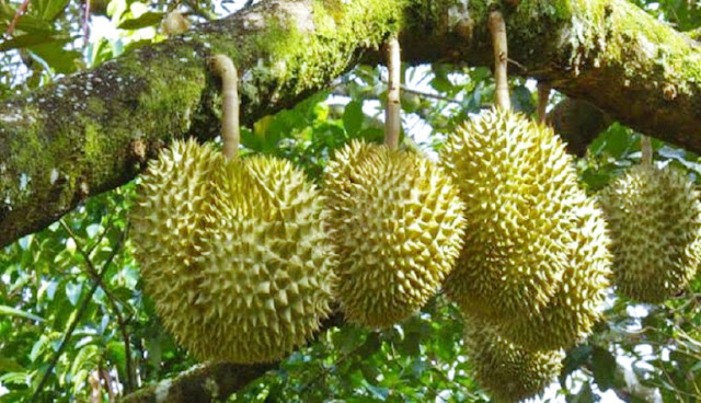 Mengambil Buah di Pinggir Jalan, Bagaimana Hukumnya?