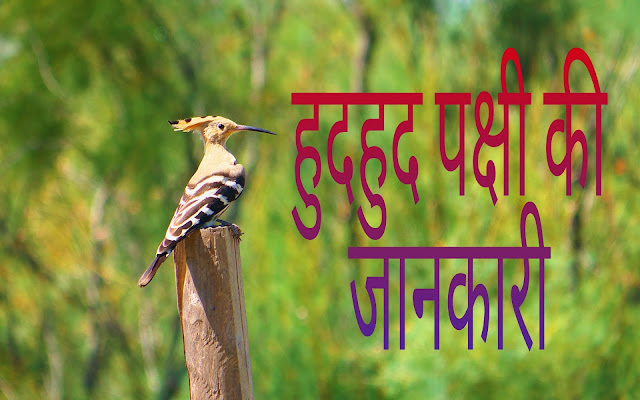Hoopoe Bird हुदहुद पक्षी की जानकारी