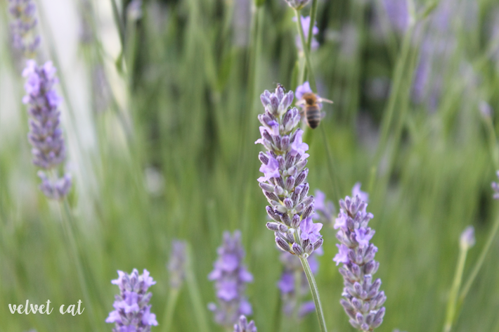 lavanda fotografía