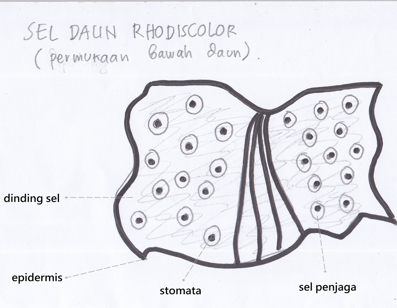 pendidikan: PENGAMATAN SEL BAWANG MERAH dan DAUN RHODISCOLOR.