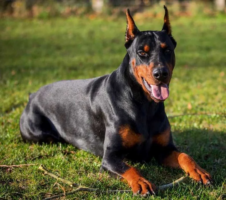 Feeding Your Doberman Pinscher Tips and Guidelines for a Healthy Diet