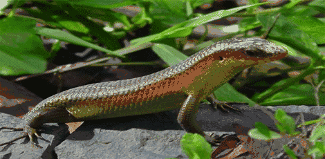 Beber Belajar Bersama 2016