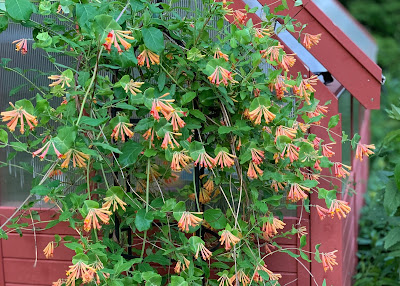 Three Dogs In A Garden Hydrangeas Care Basics Old New Varieties