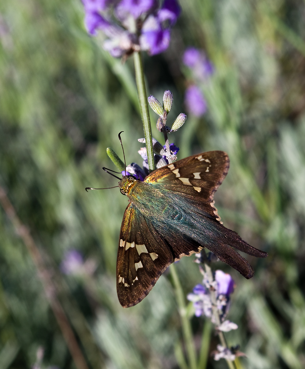 Ray LaCroix Daily Photo Moth on Lavender