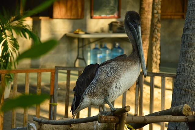 pet pelican la tortuga verde