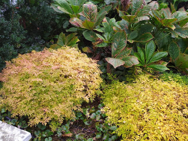 aruncus aethusifolius