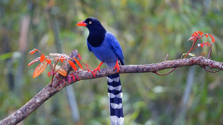 Exotic Birds List Most Amazing That Will Blow Your Mind