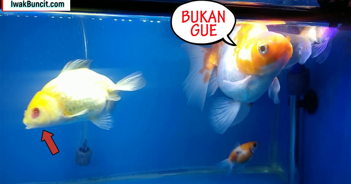 Mata Ikan Mas Koki Tetap Hilang Sekalipun Cuma Pelihara Ikan Mas Koki