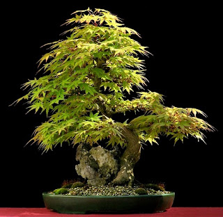 Jardineria, Catalogo de Plantas: Acer palmatum