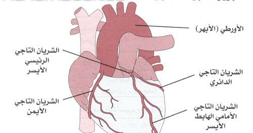 معلومات عن الذبحه الصدريه وجهاز رسم القلب