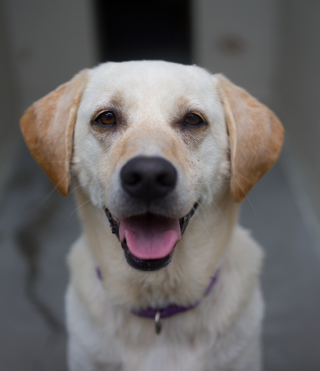 Shelter Dogs of Portland "HUNTER" yellow lab mix