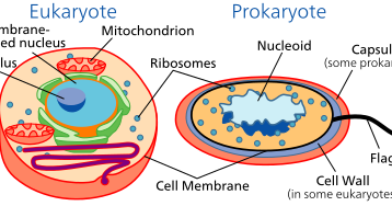 Makhluk Hidup Yang Inti Selnya Tidak Memiliki Membran Inti Disebut