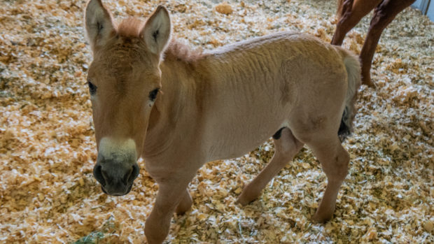 Clone of endangered horse species born from DNA stored for 40 years,  DNA sample named Kurt