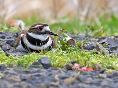 Photo of Killdeer sitting on eggs on gravel road Photo of Killdeer sitting on eggs on gravel road