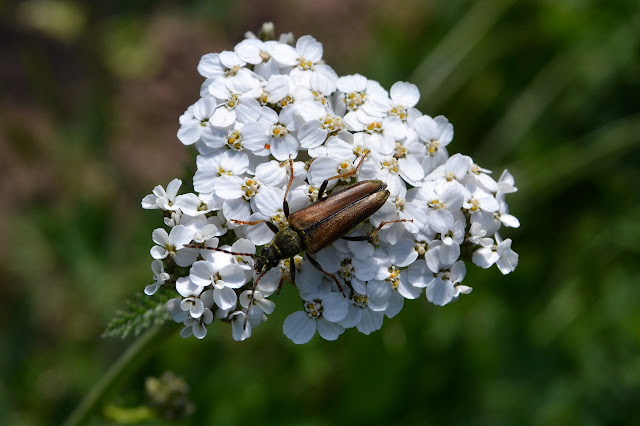 thin brown beetle on a white flower