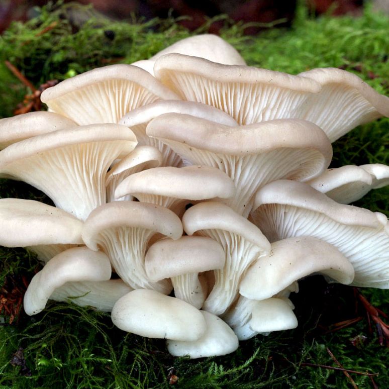 Manfaat Jamur Tiram Bagi Tubuh Aneka Khasiat