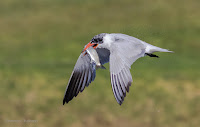 Caspian Tern - Birds In Flight Photography Cape Town with Canon EOS 7D Mark II Copyright Vernon Chalmers