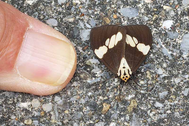 thumb, butterfly, blacktop