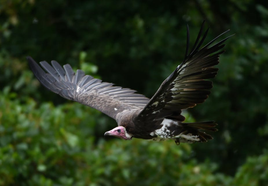 What’s behind hundreds of vulture deaths in Guinea-Bissau. And what can ...