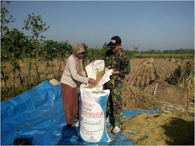 BABINSA KARANGANOM BANTU PETANI PANEN PADI