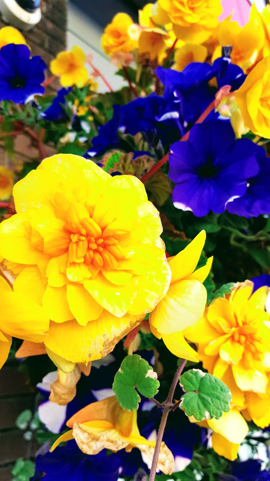 Polka Dots And Holiday Snaps