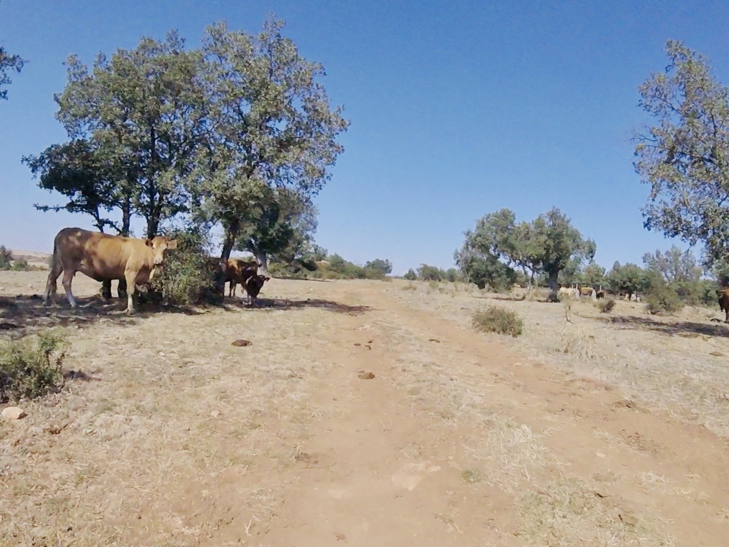 Wikiloc Ruta Burgos Brieba de Juarros Valle de Salechón Cueva