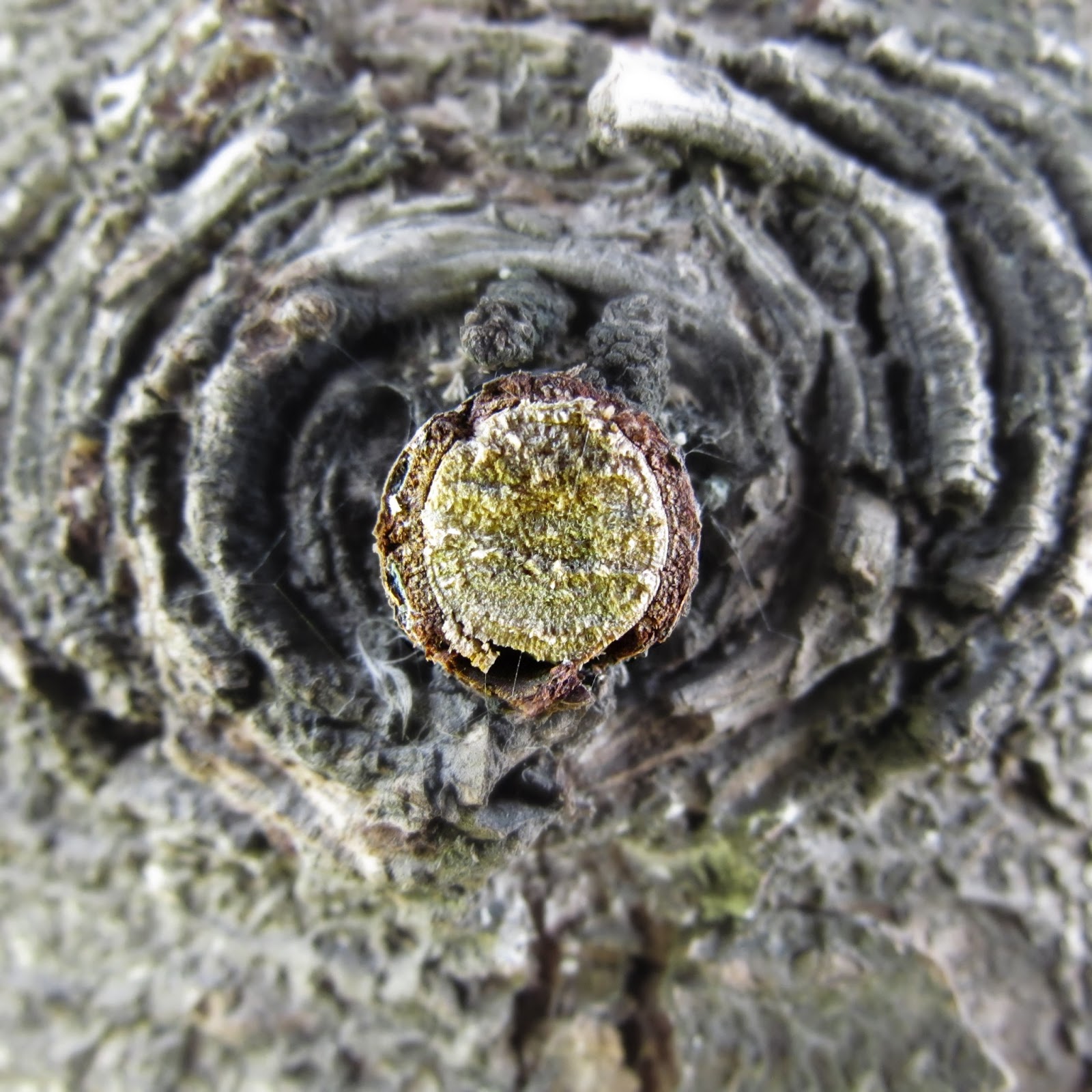 p e n s a r c o n l o s o j o s artespacio nat santocildes