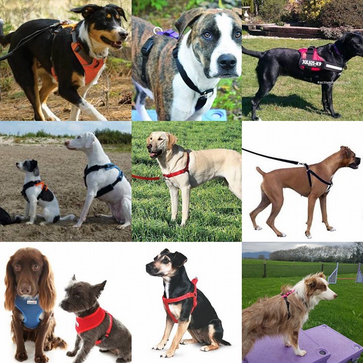 Hybrid Dog Training Harnesses and why some are more appropriate for