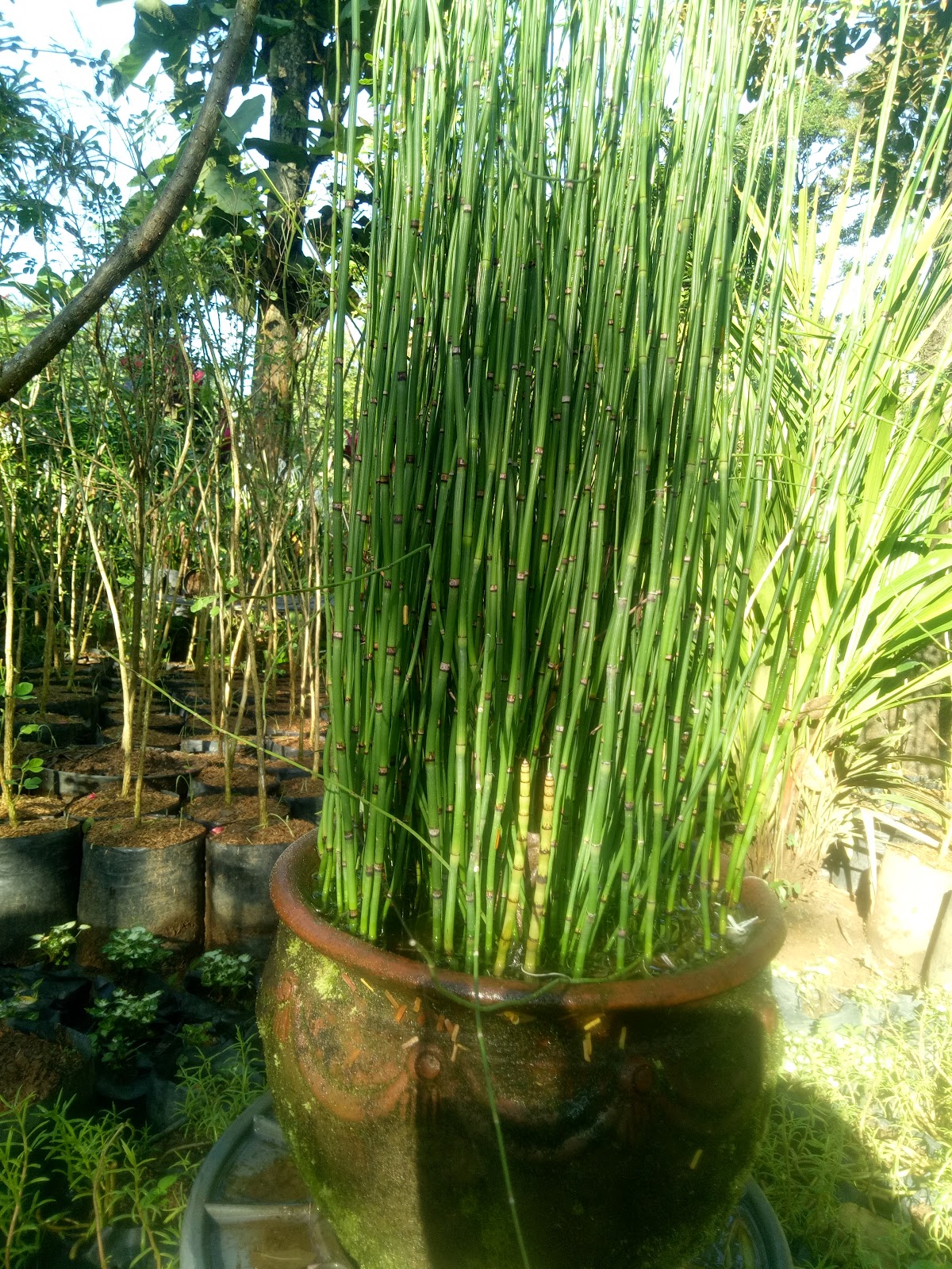  Tanaman  Hias  Bambu  Air  Aneka Tanaman  Bunga 