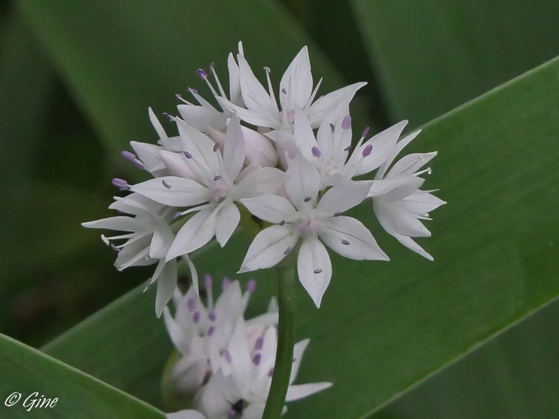 Au jardin de Gine De l