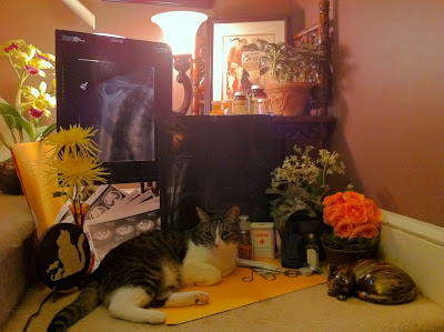 Dr. Isosceles Cat is in. - Stein Your Florist Co. Dr. Isosceles Cat is in. - Stein Your Florist Co.
