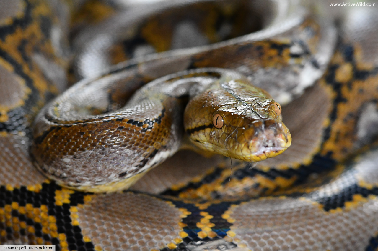 Snakes Of Around The World Reticulated Python snakes-of-around-the-world-reticulated-python