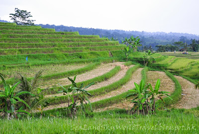 Jatiluwih rice terrace, bali, 峇里