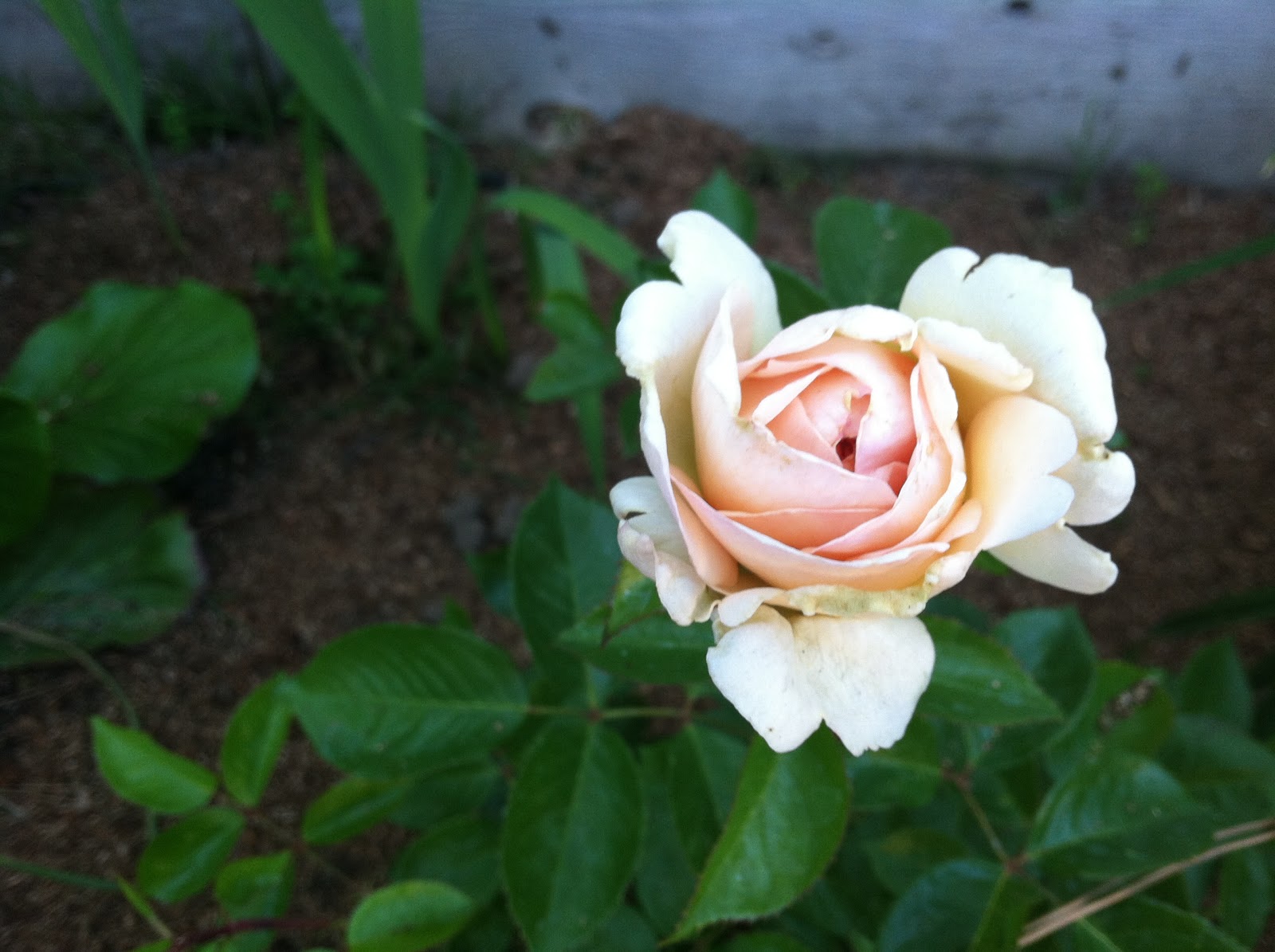 Robyn's Roses