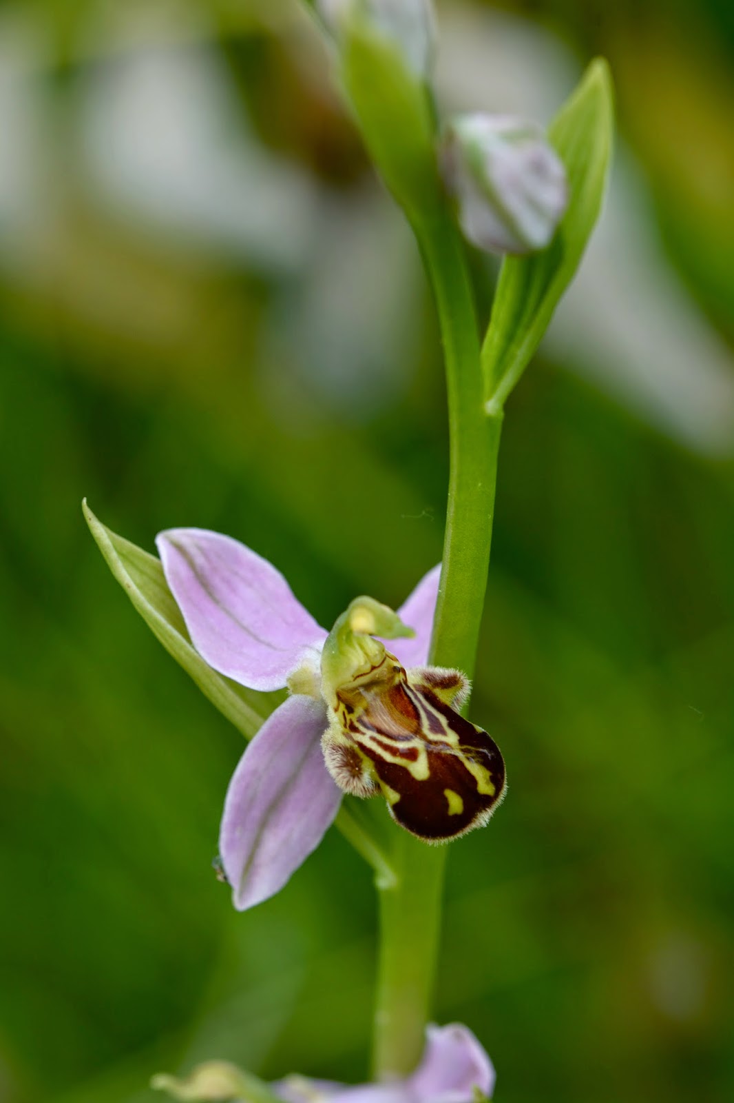ORCHIDEES SAUVAGES RETOUR DANS LA FAMEUSE PRAIRIE A LA BALME DE SILLINGY ORCHIDEES SAUVAGES RETOUR DANS LA FAMEUSE PRAIRIE A LA BALME DE SILLINGY