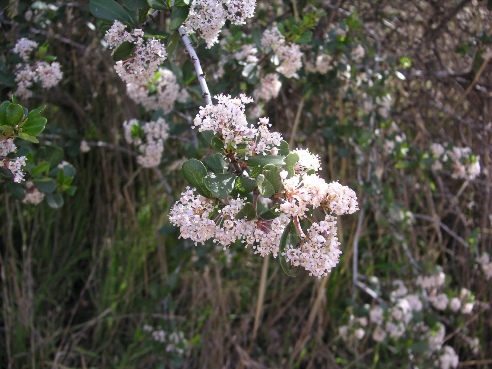 Nature ID buck brush 03/04/11 Pinnacles