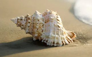 How do we hear the sound of the sea in a seashell?