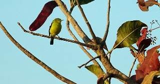 Cara Menemukan Sarang Burung Cipoh Di Alam Liar Dengan Mudah