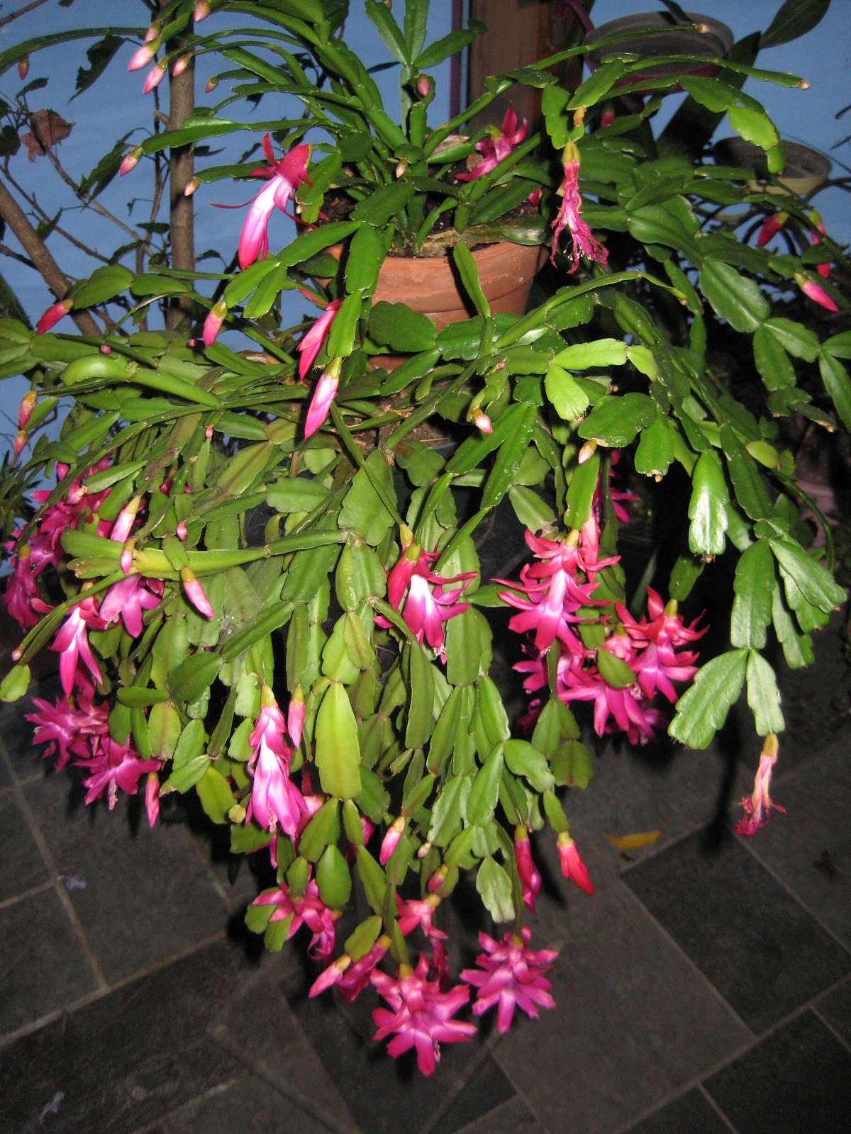 The Meditative Gardener Christmas Cactus Blooming