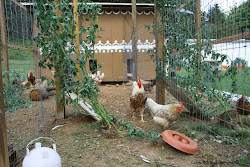 boredom chicken run gingerbread busters coop chickens toy center backyard dog winter natural pepparkakor henhouse hoenshus hacks added keeping treat