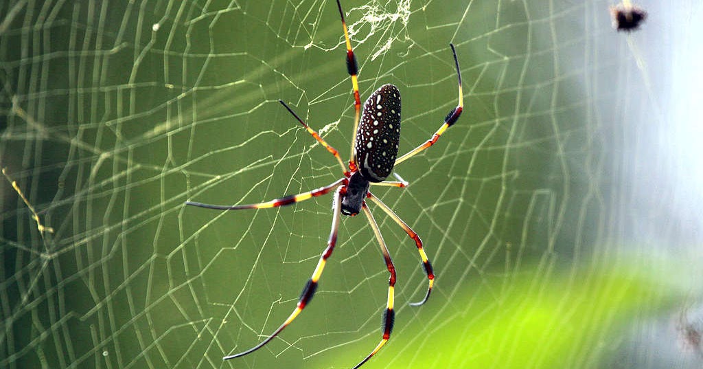 AJC Arthropoda Revealing the venomous secrets of the spider